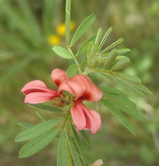 Indigofera stricta