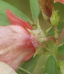 Indigofera stricta