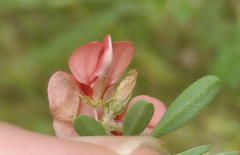 Indigofera stricta