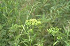 Tordylieae