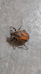 Allorhina