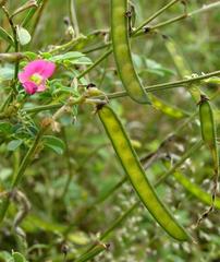 Tephrosia rhodesica image