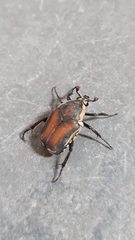 Allorhina