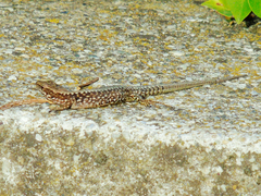Podarcis muralis