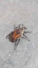 Allorhina