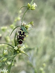 Trichodes peninsularis