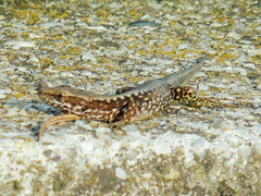 Podarcis muralis