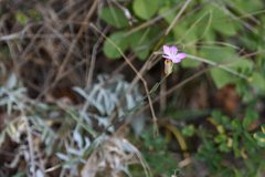 Dianthus gracilis