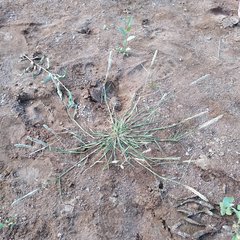 Sporobolus alopecuroides