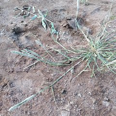 Sporobolus alopecuroides