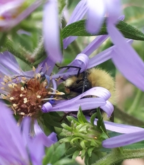 Bombus perplexus