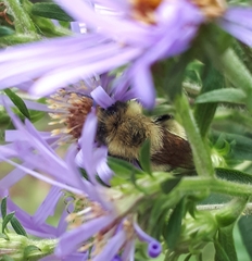Bombus perplexus