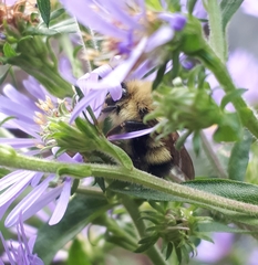 Bombus perplexus
