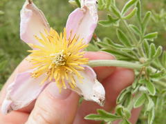 Clematis villosa