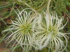 Clematis villosa