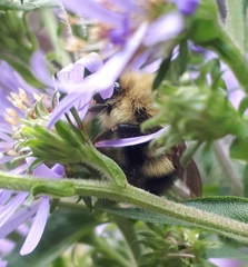 Bombus perplexus