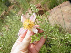 Clematis villosa