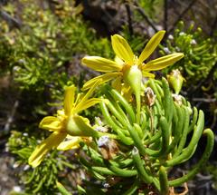 Euryops rehmannii