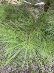 Pinus serotina
