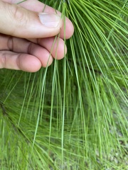 Pinus serotina