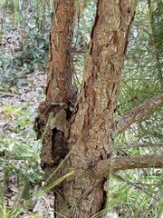 Pinus serotina