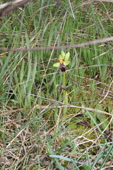 Ophrys vasconica