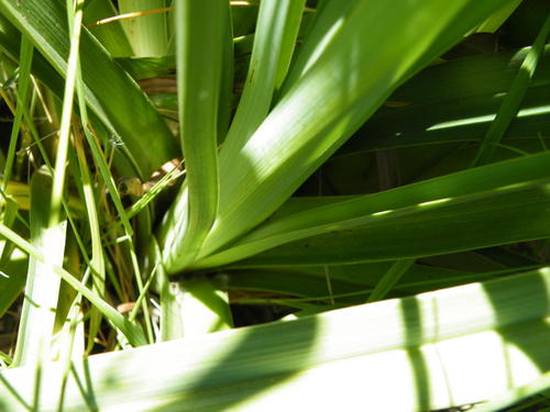 Kniphofia ensifolia, photograph 6