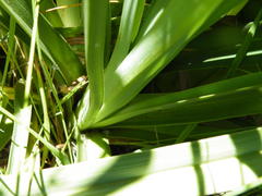 Kniphofia ensifolia, photograph (c) Antoinette Eyssell Knox, some rights reserved (CC BY-SA)