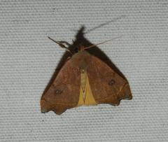 Hondryches phalaeniformis