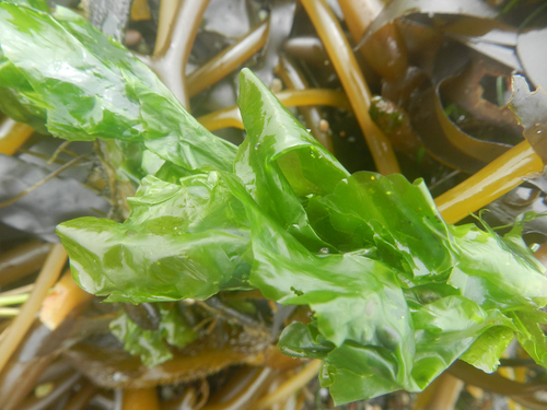 photo of Sea Lettuces And Single-celled Algae (Ulvophyceae)