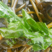 photo of Sea Lettuces And Single-celled Algae (Ulvophyceae)