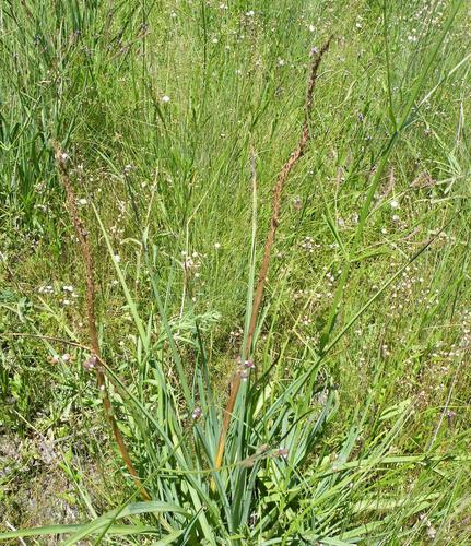 Kniphofia ensifolia, photograph 5