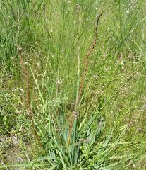 Kniphofia ensifolia, photograph (c) Antoinette Eyssell Knox, some rights reserved (CC BY-SA)