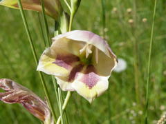 Gladiolus papilio