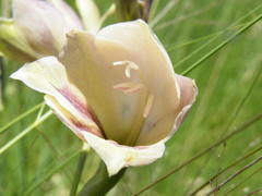 Gladiolus papilio