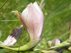 Gladiolus papilio