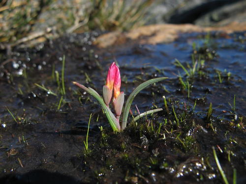 Swamp Satin (Geissorhiza lapidosa)