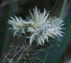 Phylica pubescens