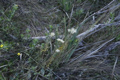 Phylica pubescens