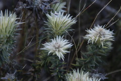Phylica pubescens