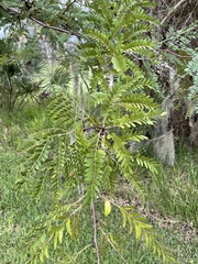 Gleditsia aquatica