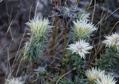 Phylica pubescens