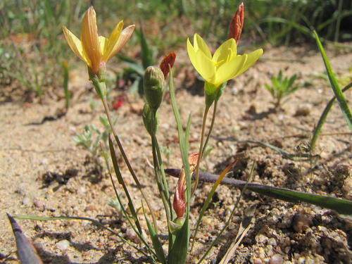 Swartland Satin (Geissorhiza malmesburiensis)