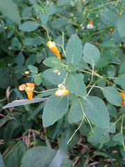 Impatiens capensis