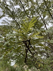 Gleditsia aquatica