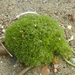 photo of Green Pin-cushion Alga (Cladophora columbiana)