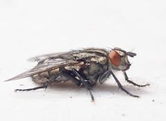 Sarcophaga carnaria
