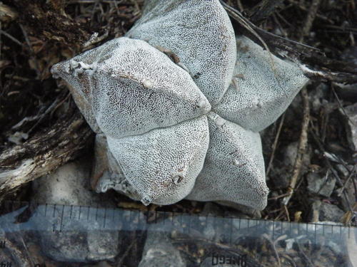 Astrophytum myriostigma