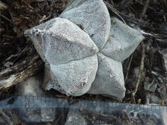 Astrophytum myriostigma