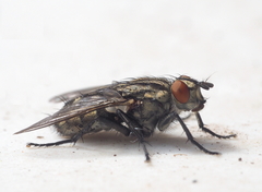 Sarcophaga carnaria